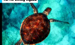 Turtle Diving Jigsaw image