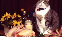 Funny Cats Puzzle image
