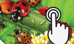 Ladybug Clicker image