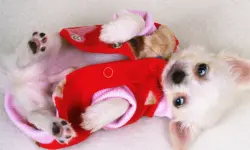 Lovely Puppy Slide image