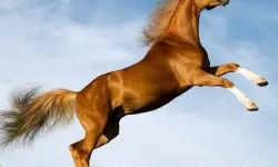 Horse Slide image