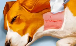 Dog Hospital image