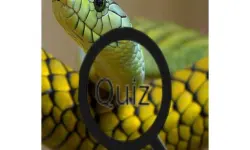 Wildlife Animal Trivia:Test Your Knowledge! image