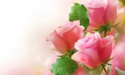 Pink Roses Puzzle image