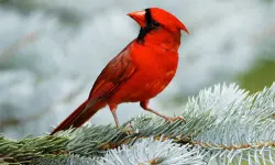 Birds Puzzle image