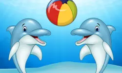 Dolphin Show image