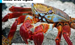 Beach Crab Jigsaw image