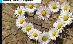 Daisy Heart Jigsaw image