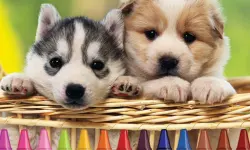4GameGround - Puppy Coloring image
