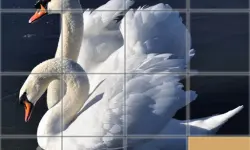 Animals Slide Puzzle image