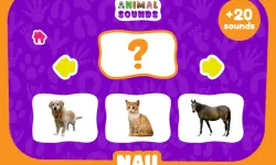 Animal Sounds image