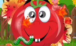 Tomato Explosion image