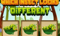 Which Insect Looks Different image