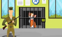 Animals Rescue image