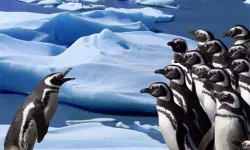 Penguins Slide image
