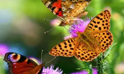 Butterfly Slide image