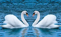 Swans Slide image