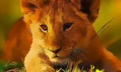 Wild Baby Animals Jigsaw image