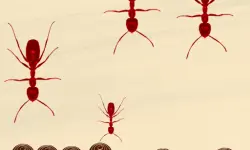 Smash All Ants image