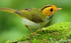 Birds Slide image